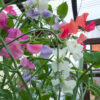 Lathyrus Coronation - FZSka P9111569 Duftwicke 'King Coronation Mix' - Samen