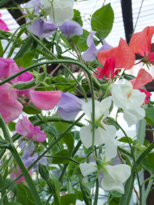 Lathyrus Coronation - FZSka P9111569 Duftwicke 'King Coronation Mix' - Samen