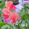 Lathyrus Coronation - FZSka P9111600 Duftwicke 'King Coronation Mix' - Samen