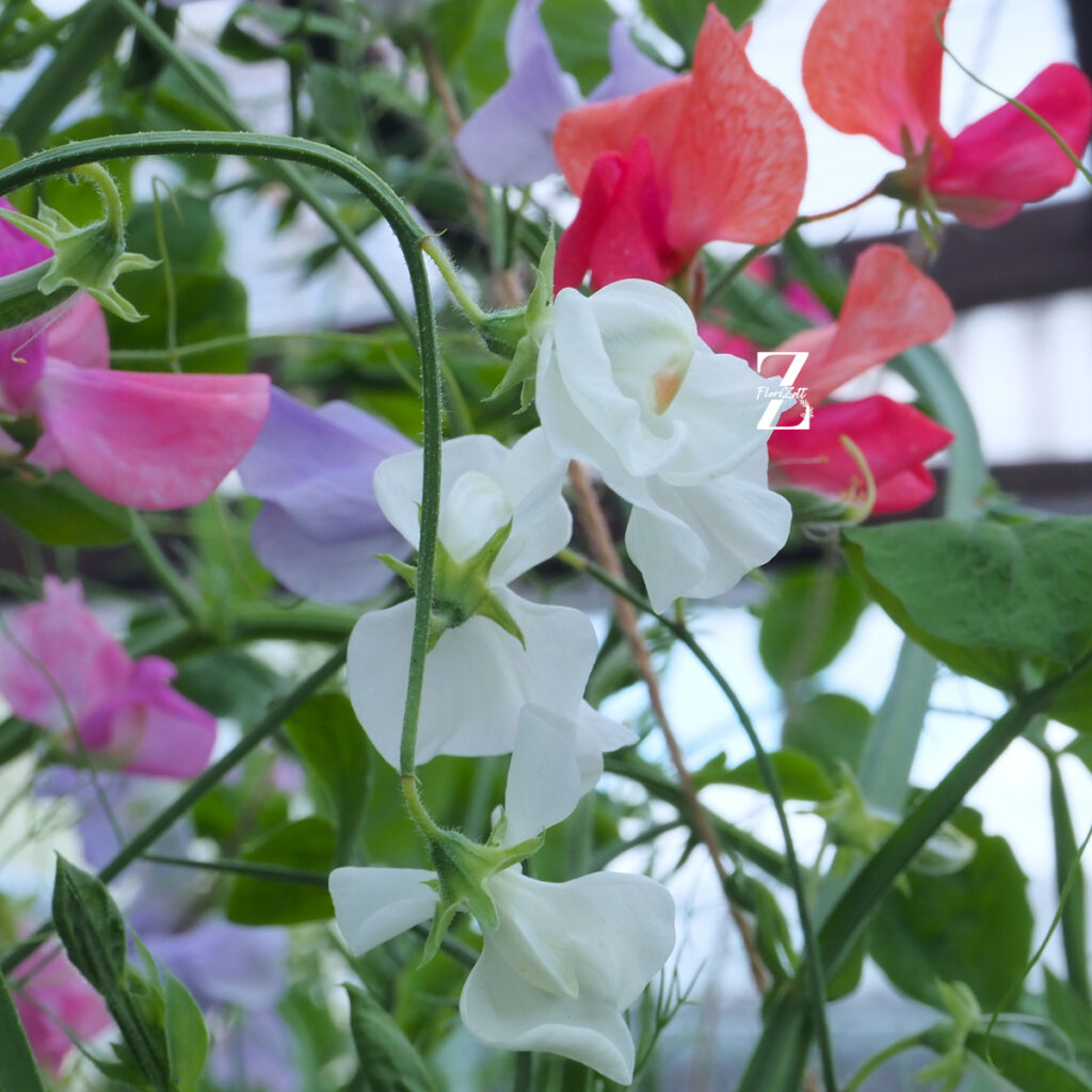 Lathyrus Coronation - FZSka P9111608 Duftwicke 'King Coronation Mix' - Samen