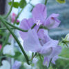 Lathyrus Coronation - Lila FZSka P9111619 Duftwicke 'King Coronation Mix' - Samen