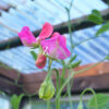Lathyrus Coronation - Pink FZSka P9111521 Duftwicke 'King Coronation Mix' - Samen