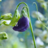 Duftwicke 'King Navy Blue' - Samen