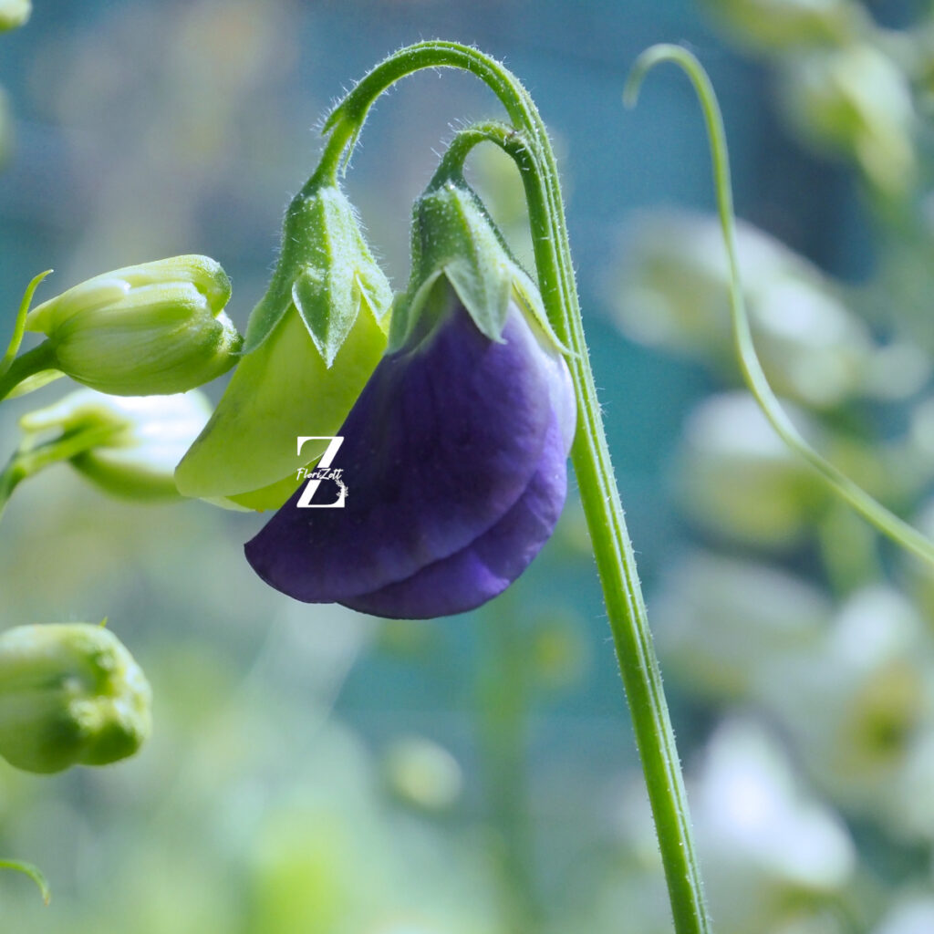 Duftwicke 'King Navy Blue' - Samen