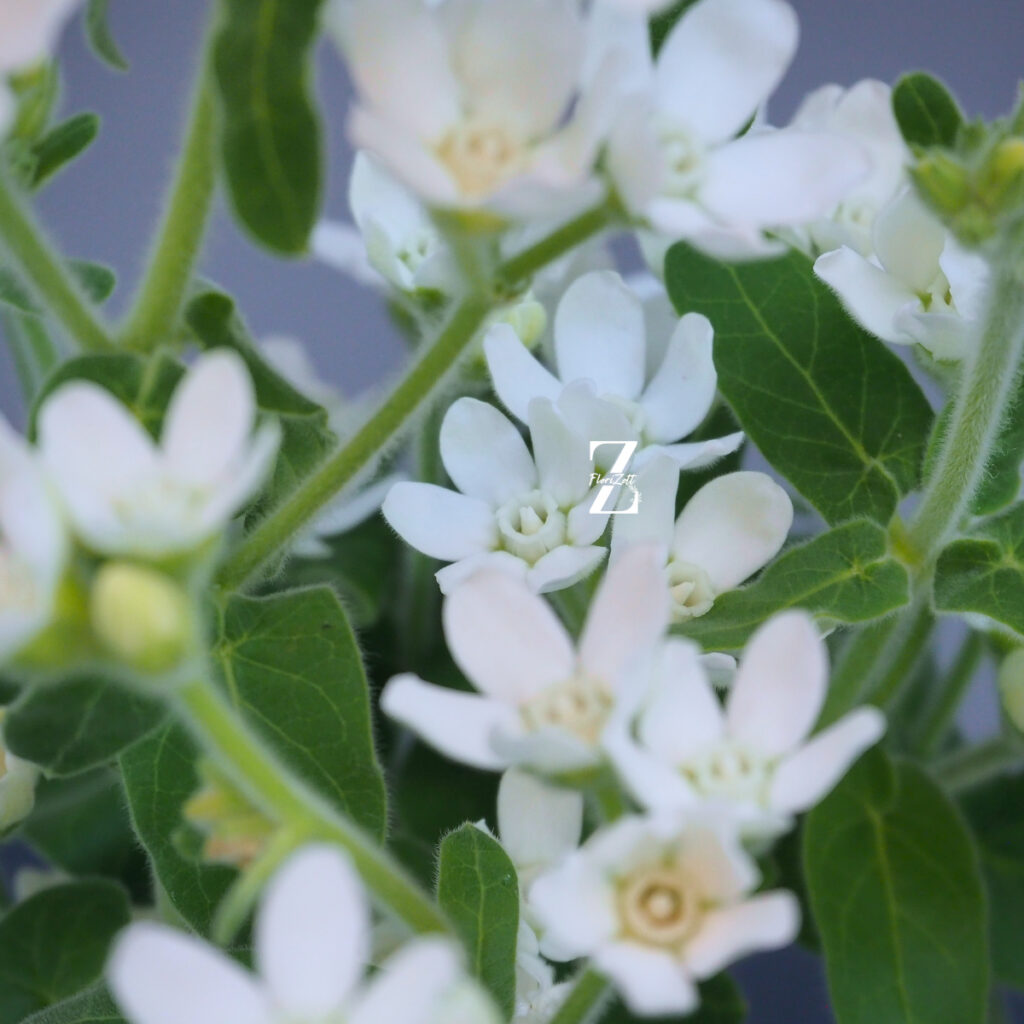 Tweedia White – Samen