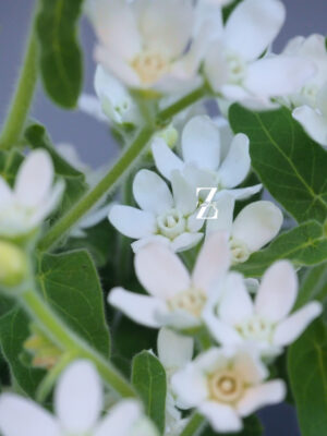 Tweedia White – Samen