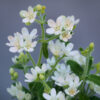 Tweedia White – Samen