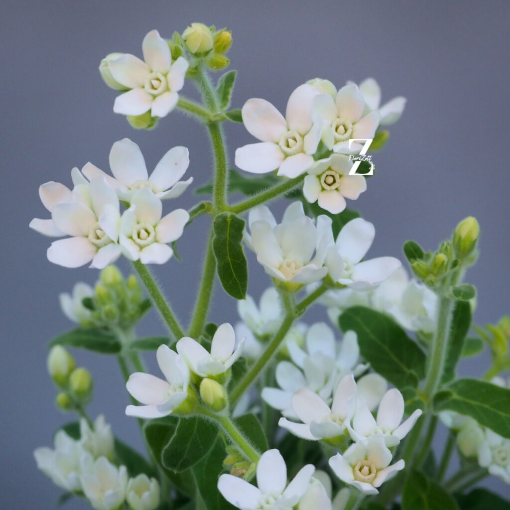 Tweedia White – Samen