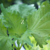 Shiso ‚Green’ - Samen
