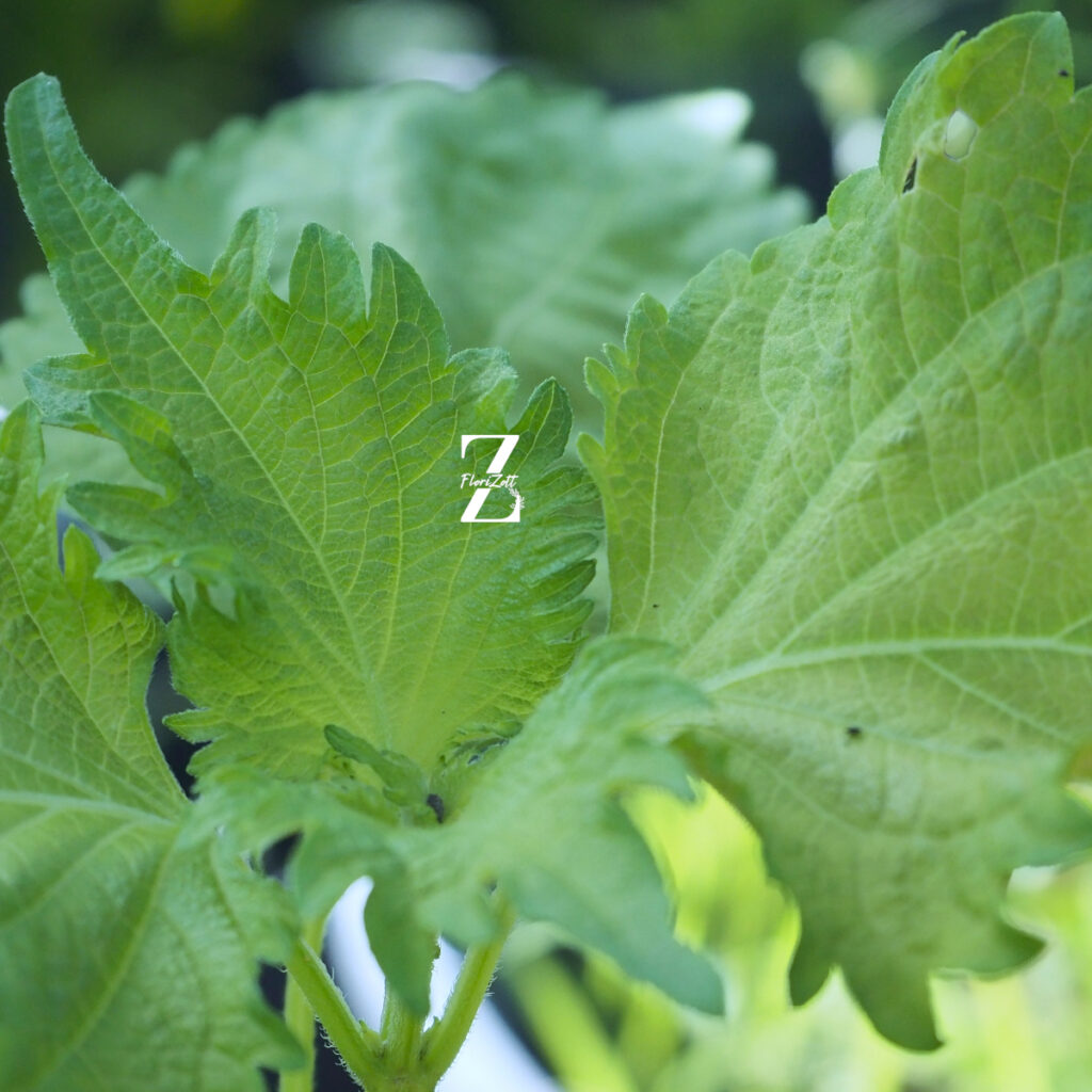 Shiso ‚Green’ - Samen