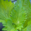 Shiso ‚Green’ - Samen