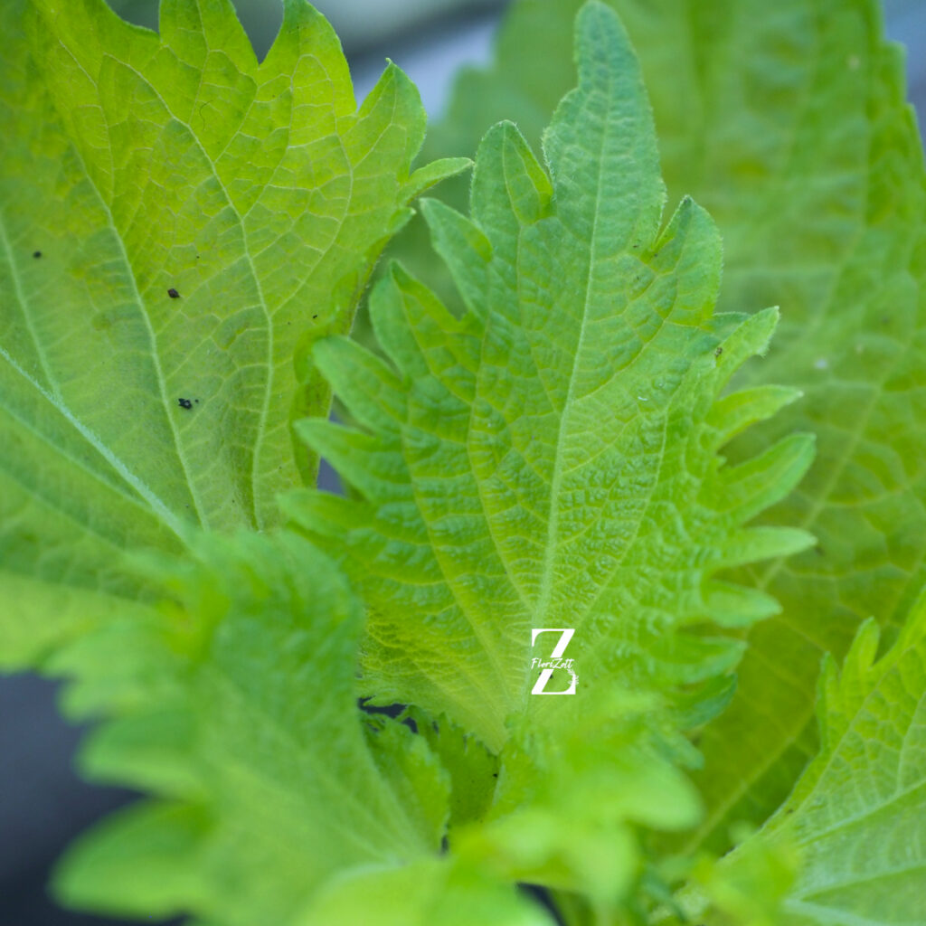 Shiso ‚Green’ - Samen