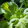 Shiso ‚Green’ - Samen