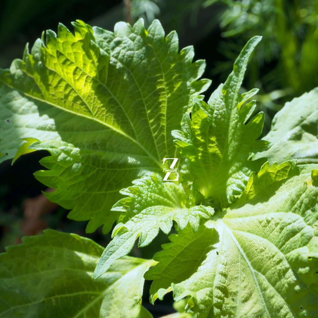 Shiso ‚Green’ - Samen
