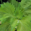 Shiso ‚Green’ - Samen