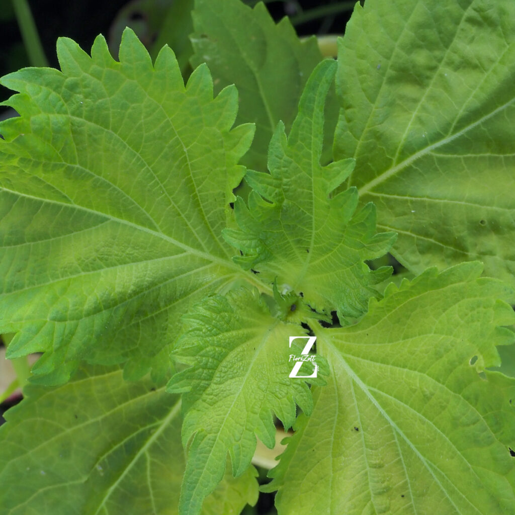 Shiso ‚Green’ - Samen