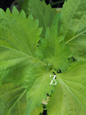 Shiso ‚Green’ - Samen