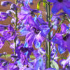 Delphinium Black Knigh - FZSka P9111506 Rittersporn ‘Black Knight’ - Samen