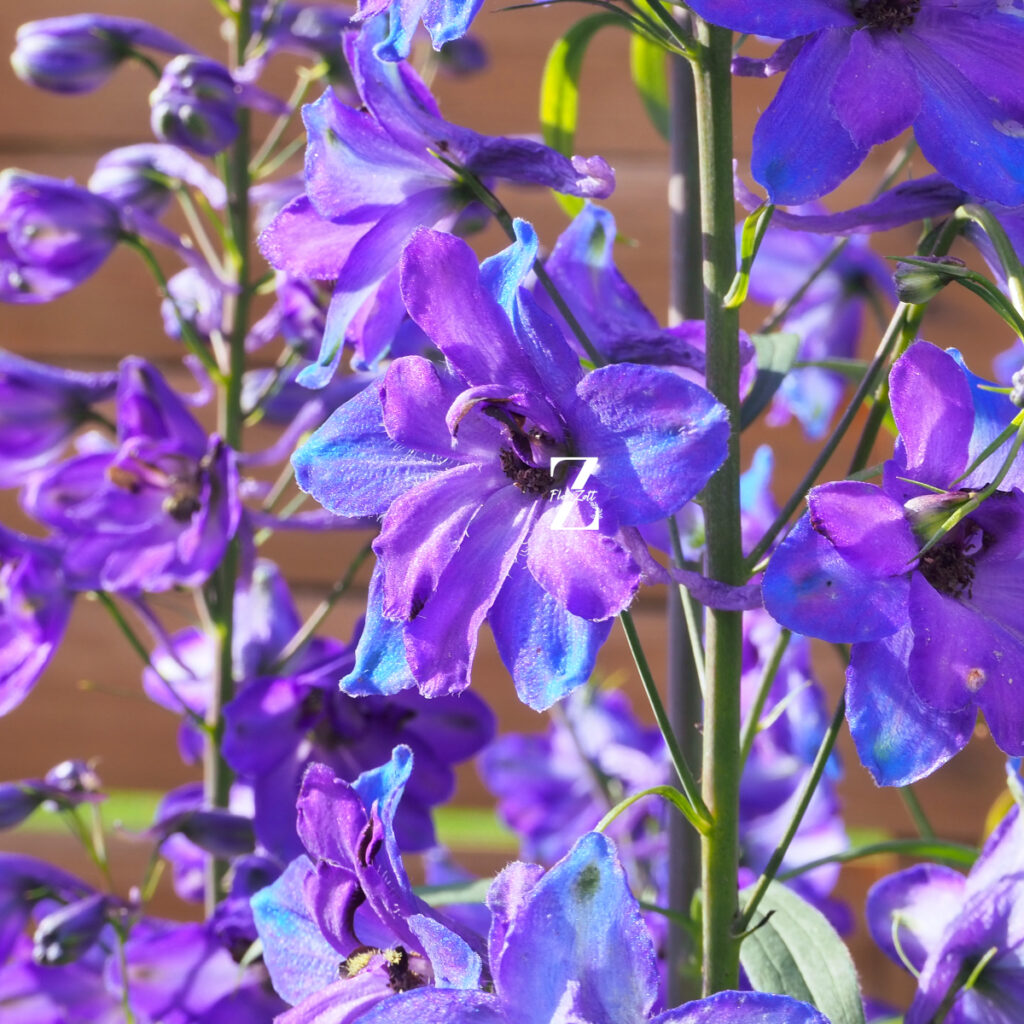 Delphinium Black Knigh - FZSka P9111506 Rittersporn ‘Black Knight’ - Samen