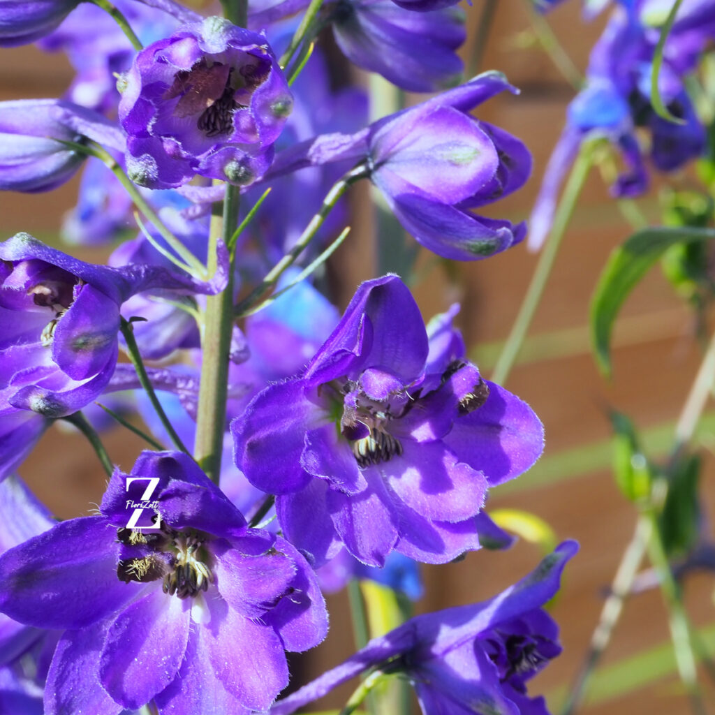 Delphinium Black Knigh -FZSka P9111508 Rittersporn ‘Black Knight’ - Samen