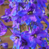 Delphinium Black Knigh - FZSka P9111514 Rittersporn ‘Black Knight’ - Samen