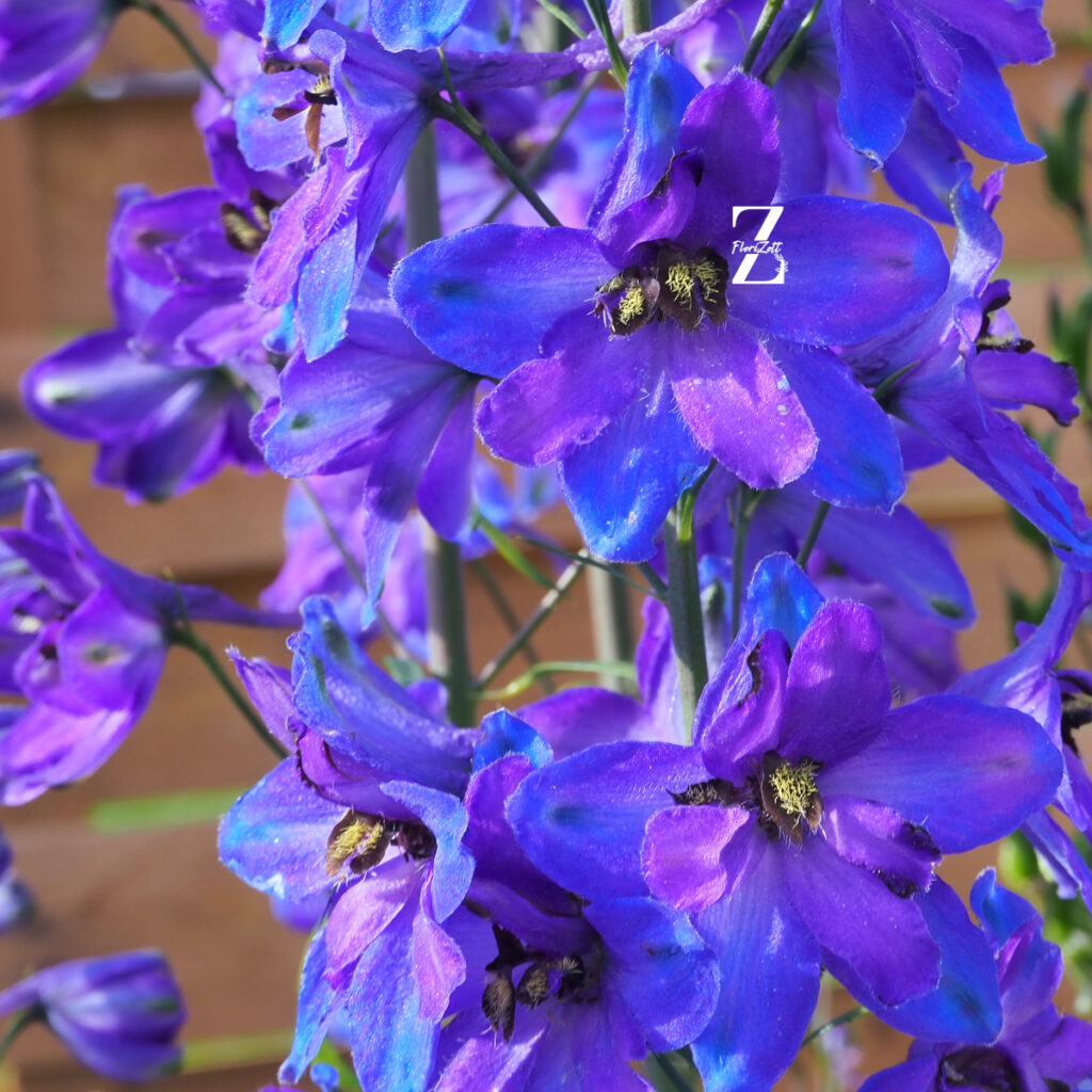 Delphinium Black Knigh - FZSka P9111514 Rittersporn ‘Black Knight’ - Samen