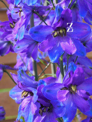 Delphinium Black Knigh - FZSka P9111514 Rittersporn ‘Black Knight’ - Samen