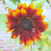 Sonnenblume ‘Summertime Mixture F1’ – Samen