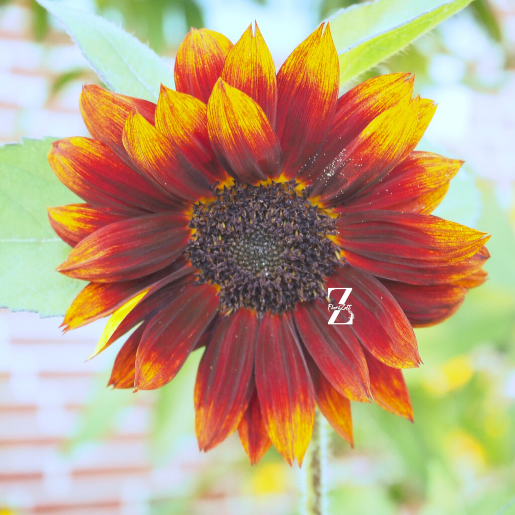 Sonnenblume ‘Summertime Mixture F1’ – Samen