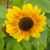 Sonnenblume ‘Summertime Mixture F1’ – Samen