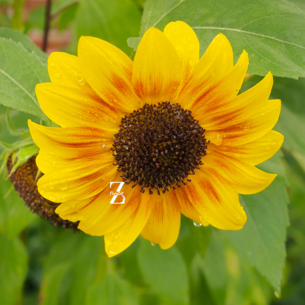 Sonnenblume ‘Summertime Mixture F1’ – Samen