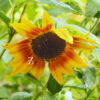 Sonnenblume ‘Summertime Mixture F1’ – Samen
