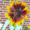 Sonnenblume ‘Summertime Mixture F1’ – Samen