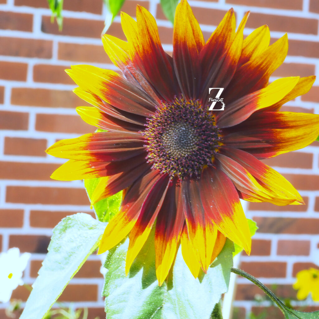 Sonnenblume ‘Summertime Mixture F1’ – Samen