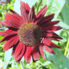 Sonnenblume ‘Summertime Mixture F1’ – Samen