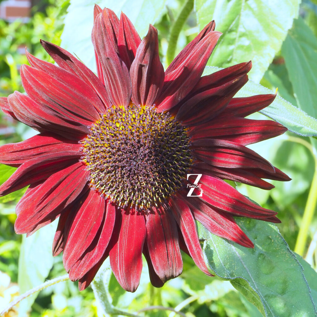 Sonnenblume ‘Summertime Mixture F1’ – Samen
