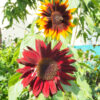 Sonnenblume ‘Summertime Mixture F1’ – Samen
