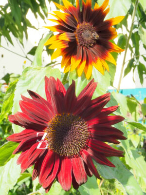 Helianthus Summertime - FZSka P9111344 Sonnenblume ‘Summertime Mixture F1’ – Samen