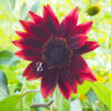 Sonnenblume ‘Summertime Mixture F1’ – Samen