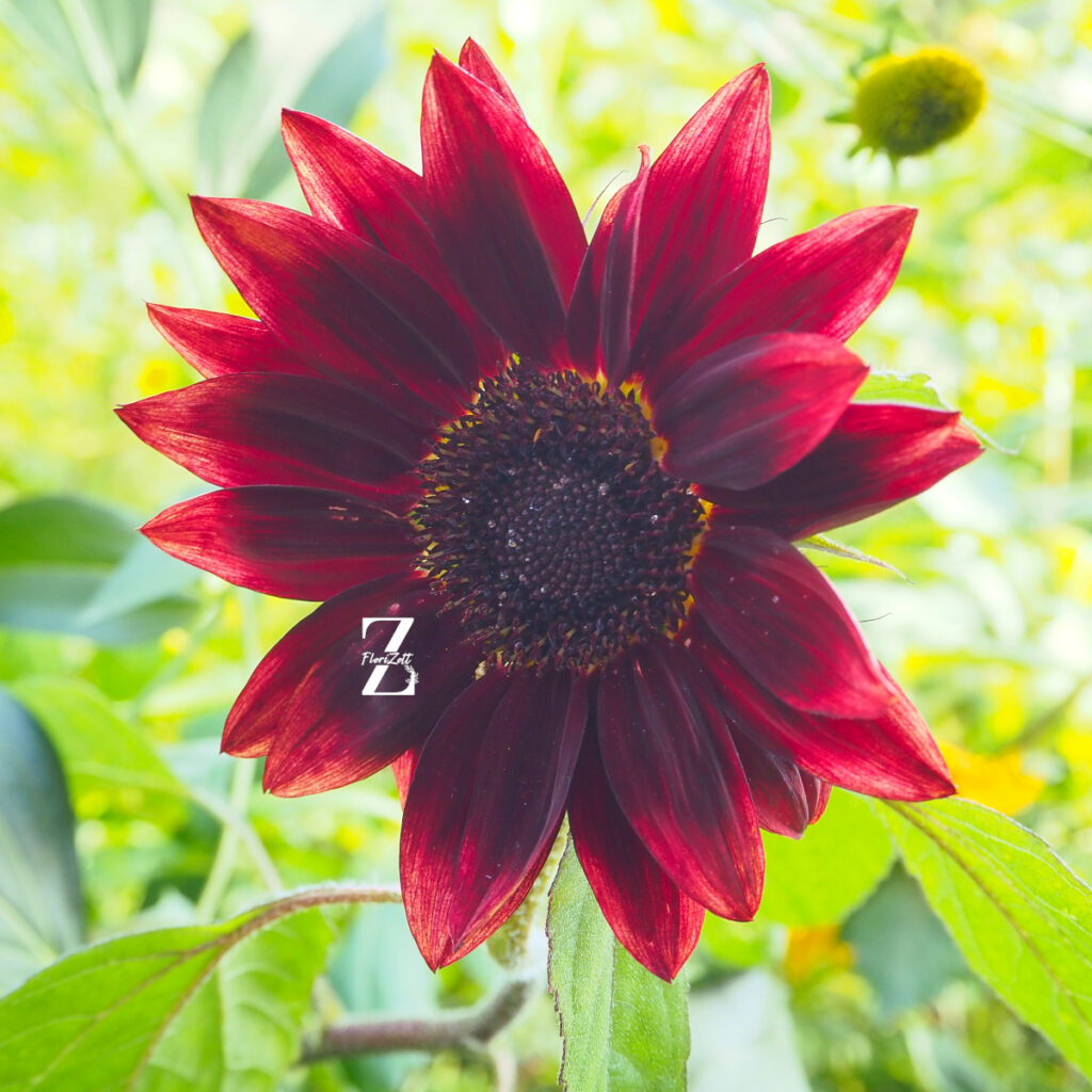 Sonnenblume ‘Summertime Mixture F1’ – Samen