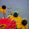 Herbstleuchten