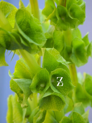 Moluccella - FZSka P9121943 Muschelblume – Samen