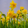 Narcissus-tete-boucle - FZSka P4143221 Narzisse ‘Tête Bouclé’