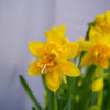 Narcissus-tete-boucle - FZSka P4143224 Narzisse ‘Tête Bouclé’