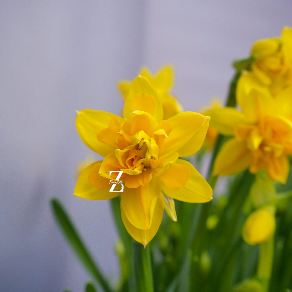Narcissus-tete-boucle - FZSka P4143224 Narzisse ‘Tête Bouclé’