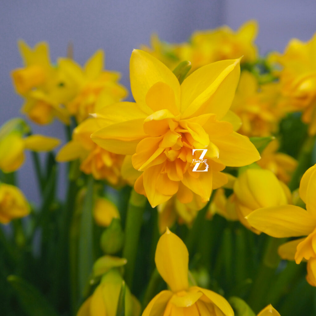 Narcissus-tete-boucle - FZSka P4143238 Narzisse ‘Tête Bouclé’