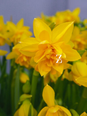 Narcissus-tete-boucle - FZSka P4143238 Narzisse ‘Tête Bouclé’