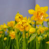 Narcissus-tete-boucle - FZSka P4143242 Narzisse ‘Tête Bouclé’