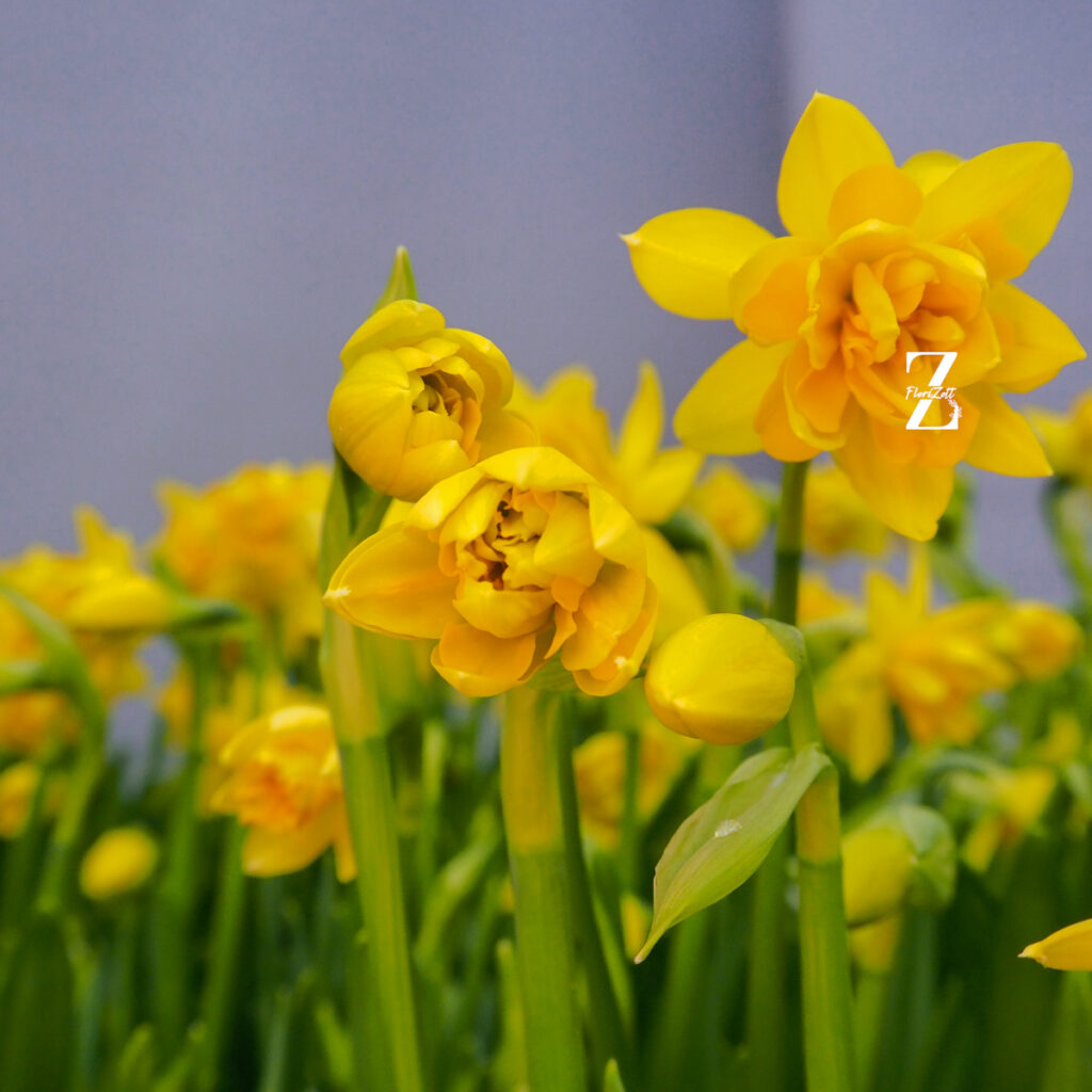 Narcissus-tete-boucle - FZSka P4143242 Narzisse ‘Tête Bouclé’