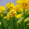 Narcissus-tete-boucle -FZSka P4143259 Narzisse ‘Tête Bouclé’